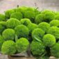Dianthus Green Ball Bouquet