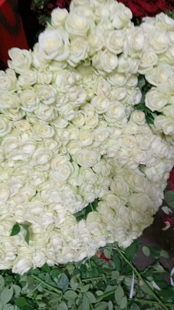 White Roses in Wholesale