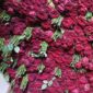 Fresh Bulk Red Roses – Premium Quality for Wholesale