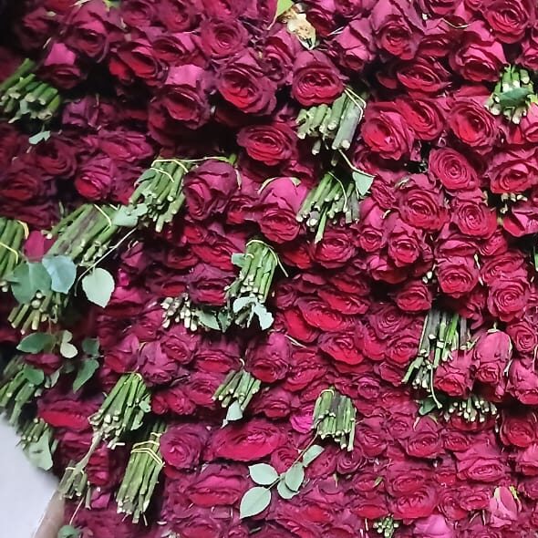 Fresh Bulk Red Roses – Premium Quality for Wholesale