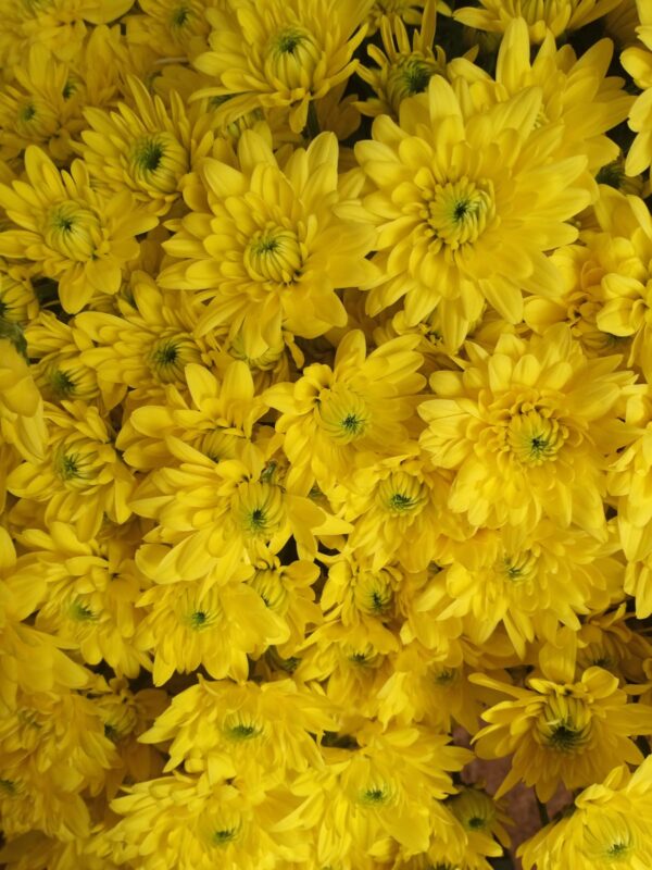 Chrysanth Spray Pastela Sunny – Vibrant Wholesale Blooms