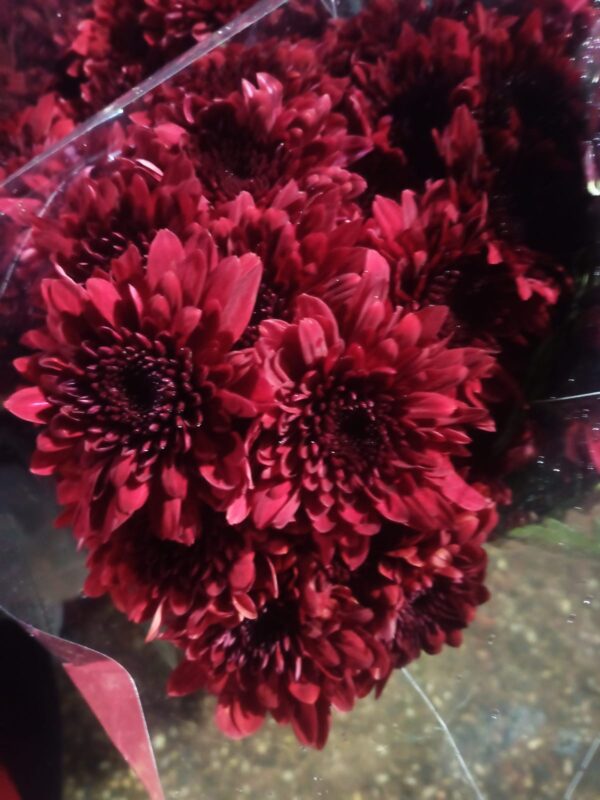 Bulk Spray Chrysanthemums – Fresh and Versatile Blooms