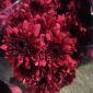 Bulk Spray Chrysanthemums – Fresh and Versatile Blooms