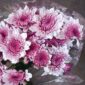 Fresh Bunga Krisan Chrysanthemum Flowers – Wholesale Bulk